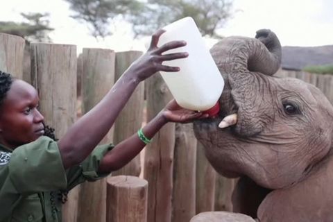 Video: Ziegenmilch für kenianische Elefantenkälber - Gut für die Tiere und gut für die Bauern