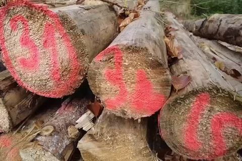 Video: Neue Holzbörse online - Selbsthilfe in Zeiten des Mangels
