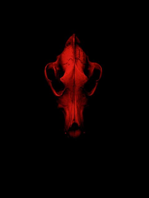 Der Skelettkopf eines Wolfs