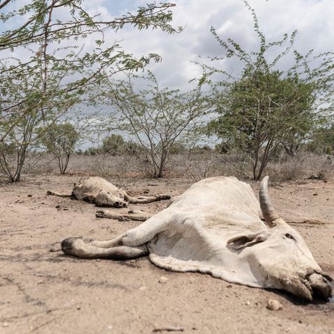 Verendete Rinder im kenianischen County Tana River