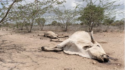Verendete Rinder im kenianischen County Tana River
