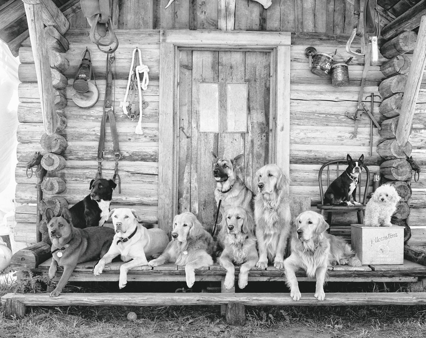 bruce weber dogs