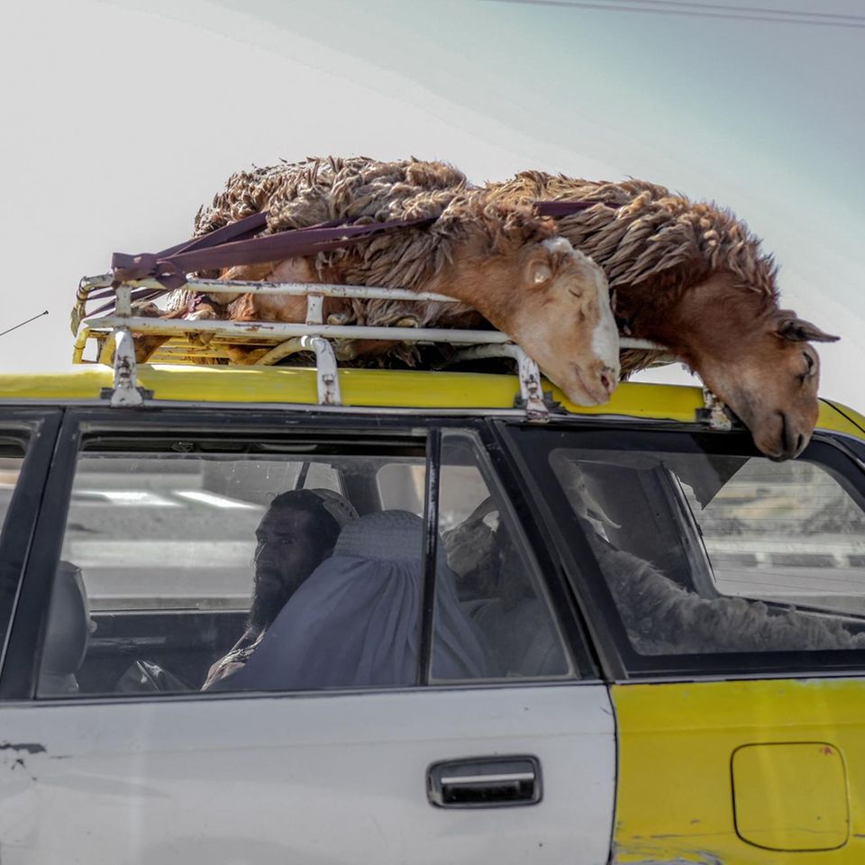 Auf dem Dachgepäckträger eines weiß-gelben Autos liegen zwei festgebundene Schafe