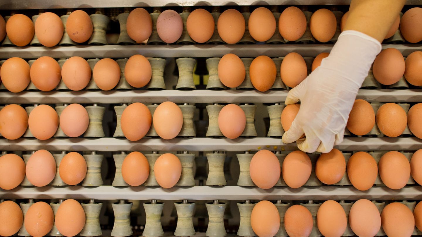 Rückrufe und Produktwarnungen: Verdacht auf Salmonellen: Danaeg ruft Eier zurück
