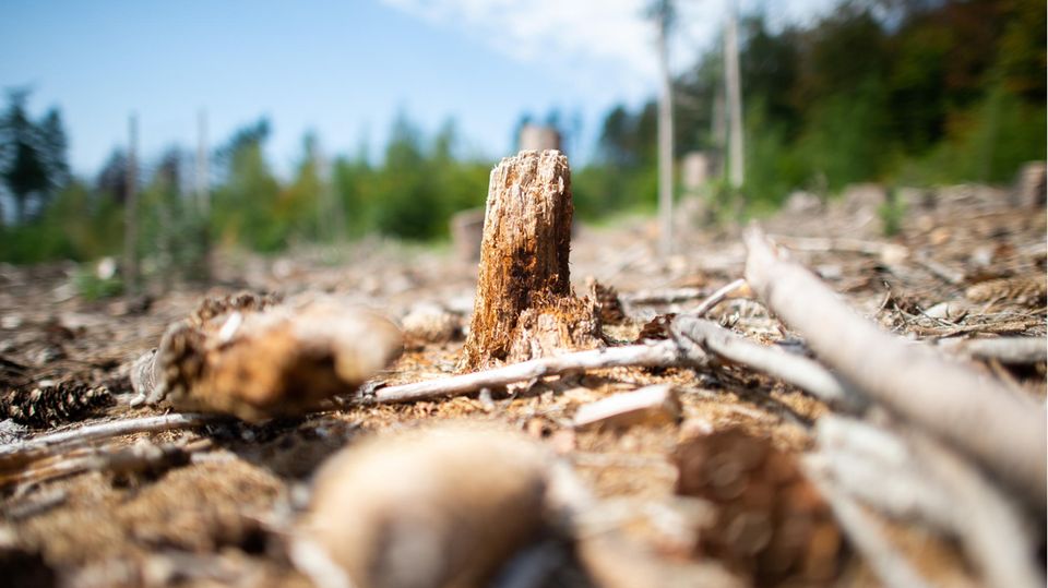 Hitze: Ein anhaltender Stressfaktor für den heimischen Wald wie hier im nordrhein-westfälischen Hagen