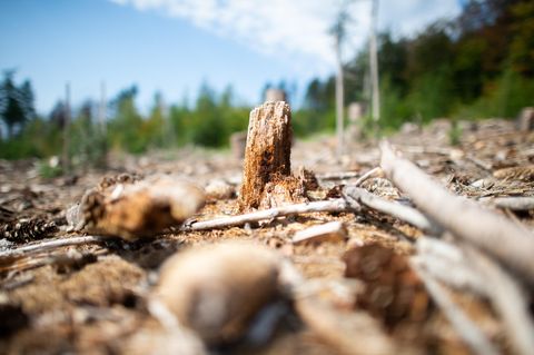 Hitze: Ein anhaltender Stressfaktor für den heimischen Wald wie hier im nordrhein-westfälischen Hagen