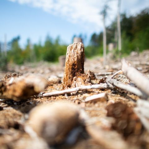 Hitze: Ein anhaltender Stressfaktor für den heimischen Wald wie hier im nordrhein-westfälischen Hagen