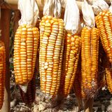 Im ersten Schritt hackt Sebastian Lege abgenagte Maiskolben klein und kocht diese aus. Durch die hohe Temperatur lösen sich Stoffe in den Kolben. Mit dabei: Xylose, die sich im Anschluss in Xylit verwandeln lässt. 