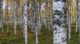 Birkenwald