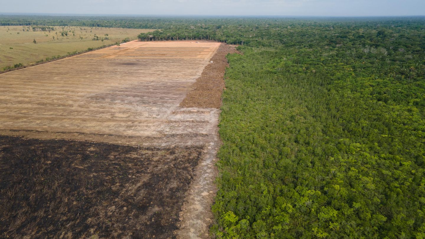 UN climate conference: 100 countries want to stop deforestation by 2030