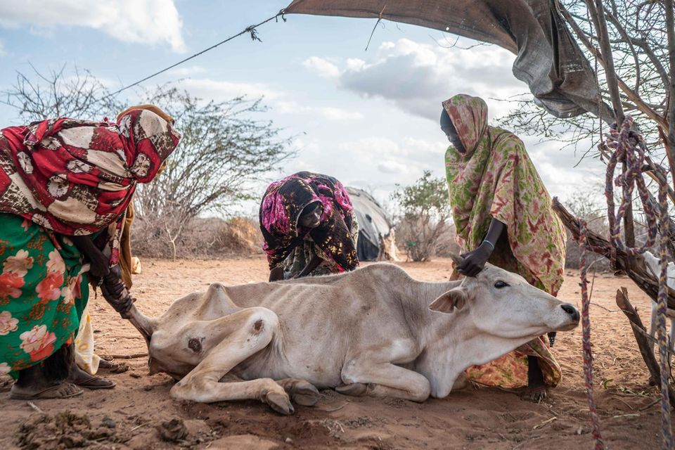 Frauen versuchen im County Tana River – etwa 200 Kilometer östlich von Kinakoni –, einem geschwächten Rind auf die Beine zu helfen