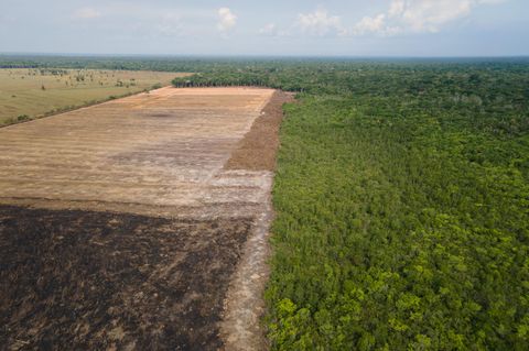 Symbolfoto für Abholzung: Das Luftbild zeigt eine abgeholzte Fläche in einem Amazonas-Gebiet in Brasilien