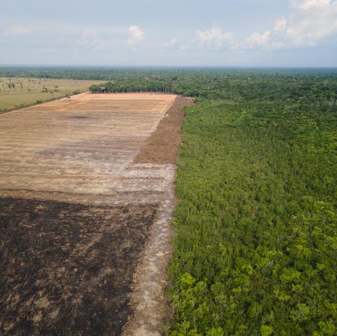 Symbolfoto für Abholzung: Das Luftbild zeigt eine abgeholzte Fläche in einem Amazonas-Gebiet in Brasilien