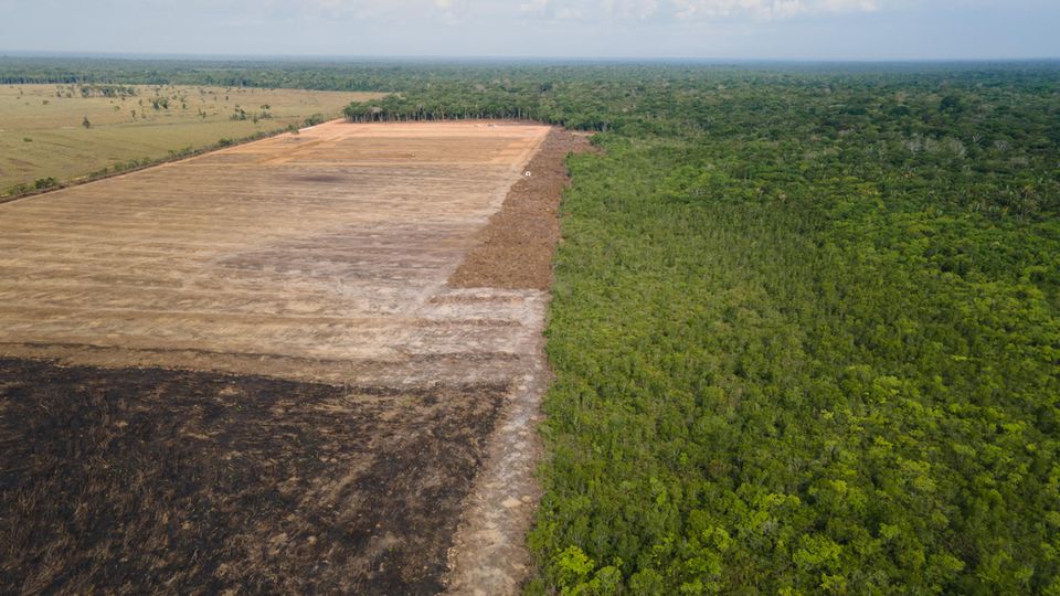 Symbolfoto für Abholzung: Das Luftbild zeigt eine abgeholzte Fläche in einem Amazonas-Gebiet in Brasilien
