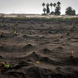 Ein weiteres Foto von Bananenplantagen unter der Vulkanasche.