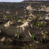 Was wie eine Grafikanimation aussieht, sind in Wahrheit Bananenplantagen, die unter der Asche liegen.