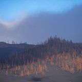 Es dürfte lange dauern, bis die zerstörten Wälder sich wieder erholen werden.