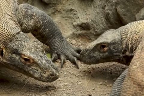 Video: Zoo hofft auf Überleben der Drachenechsen