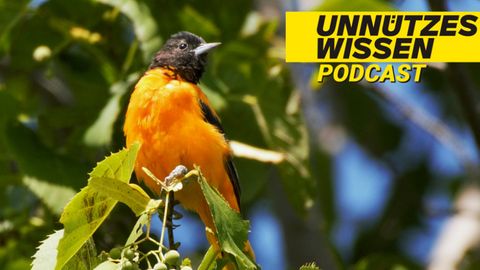 Podcast "Unnützes Wissen": Der giftigste Vogel der Welt