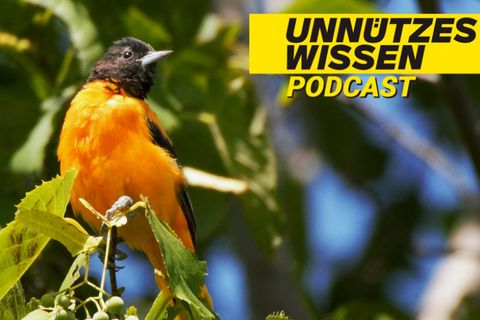 Podcast "Unnützes Wissen": Der giftigste Vogel der Welt