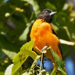 Podcast "Unnützes Wissen": Der giftigste Vogel der Welt