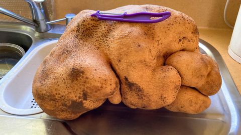 Eine riesige Kartoffel liegt auf einem Spülbecken,  das darauf liegende Schälmesser wirkt winzig