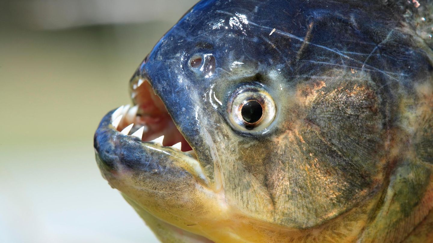 Piranhas sind fleischfressende Fische mit messerscharfen Zähnen