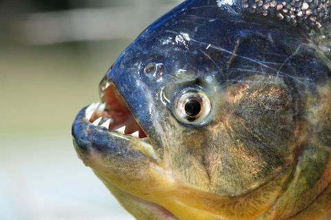 Piranhas sind fleischfressende Fische mit messerscharfen Zähnen