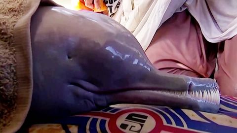 Verirrte Meeressäuger: Delfine vor deutscher Ostseeküste gesichtet