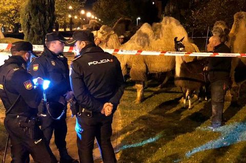 Die Polizei von Madrid steht bei den Kamelen und dem Lama.