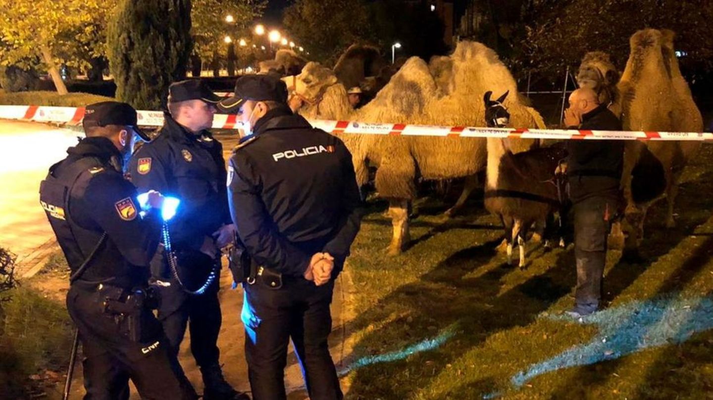 Die Polizei von Madrid steht bei den Kamelen und dem Lama.