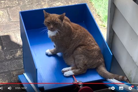 Kater Frodo fährt in seinem neuen Fahrstuhl in den Garten