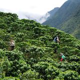 Hochlandkaffee  Das Schlagwort "Hochlandkaffee" oder "Hochland-Arabica" verwenden die Kaffeehersteller immer gern auf ihren Packungen. Sie erklären ihn allerdings nicht. Der Kunde scheint in ihren Augen wohl schon wissen, dass Kaffeekirschen in kühlen Höhenlagen zwischen 800 und 1500 Metern sehr langsam reifen und dadurch länger Zeit haben, mehr Aromen einlagern. Hochlandkaffee hat daher mehr Fülle und durch den mineralhaltigen Boden eine sehr feine Säure. Die Aussage "Hochlandkaffee" auf der Packung ist daher durchaus ein Qualitätsmerkmal und keine leere Marketingsprache.
