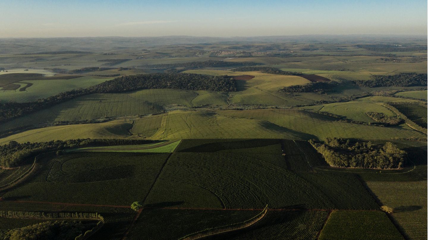 Besser Kaffee kaufen: "Aus den besten Anbauregionen" Panoramablick über eine Kaffeeplantage in Brasilien mitten in der Erntezeit. Es gibt aufgrund ihrer Lage ausgezeichnete Anbaugebiete und weniger gute. Am Ende entscheidet die Kunst der Mischung über die Güte des Kaffees. Wären tatsächlich Top-Lagen darunter, wie zum Beispiel Guatemala, Costa Rica oder überhaupt Hochlagen, würde der Kaffeehersteller sie sicher namentlich aufführen. Mit der Formulierung "Beste Anbauregionen" hält sich der Kaffeeproduzent stets offen, aus welchen Gebieten die Bohnen für seinen Kaffee kommen. Da Kaffee aus bis zu 20 Sorten zusammengestellt werden, können es sehr unterschiedliche Herkunftsländer sein. "Aus den besten Anbauregionen" Panoramablick über eine Kaffeeplantage in Brasilien mitten in der Erntezeit. Es gibt aufgrund ihrer Lage ausgezeichnete Anbaugebiete und weniger gute. Am Ende entscheidet die Kunst der Mischung über die Güte des Kaffees. Wären tatsächlich Top-Lagen darunter, wie zum Beispiel Guatemala, Costa Rica oder überhaupt Hochlagen, würde der Kaffeehersteller sie sicher namentlich aufführen. Mit der Formulierung "Beste Anbauregionen" hält sich der Kaffeeproduzent stets offen, aus welchen Gebieten die Bohnen für seinen Kaffee kommen. Da Kaffee aus bis zu 20 Sorten zusammengestellt werden, können es sehr unterschiedliche Herkunftsländer sein.