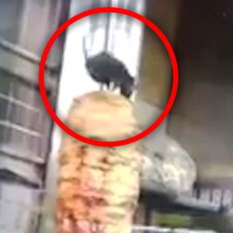 Ratte klettert auf Dönerspieß – Stammt das ekelhafte Video aus Berlin?