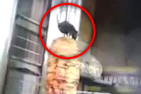 Ratte klettert auf Dönerspieß – Stammt das ekelhafte Video aus Berlin?