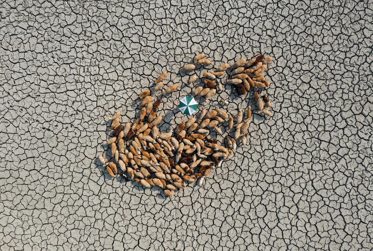 "The resilient Award": Ashraful Islam Diese Kategorie zeichnet Bilder aus, die eine Geschichte erzählen. Gewonnen hat dieses Jahr der Fotograf Ashraful Islam. Sein Foto trägt den Titel "Survive for Alive" (Überleben um zu leben) und zeigt eine Schafherde, die sich um eine Person mit einem Sonnenschirm versammelt hat und auf dem ausgetrockneten Boden nach Gras sucht. Das Foto wurde in Bangladesch aufgenommen. Dort sind Menschen und Tiere immer wieder extremen Wetterbedingungen ausgesetzt und müssen mit den harten Lebensumständen zurechtkommen.