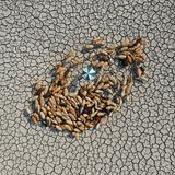 Diese Kategorie zeichnet Bilder aus, die eine Geschichte erzählen. Gewonnen hat dieses Jahr der Fotograf Ashraful Islam. Sein Foto trägt den Titel "Survive for Alive" (Überleben um zu leben) und zeigt eine Schafherde, die sich um eine Person mit einem Sonnenschirm versammelt hat und auf dem ausgetrockneten Boden nach Gras sucht. Das Foto wurde in Bangladesch aufgenommen. Dort sind Menschen und Tiere immer wieder extremen Wetterbedingungen ausgesetzt und müssen mit den harten Lebensumständen zurechtkommen.