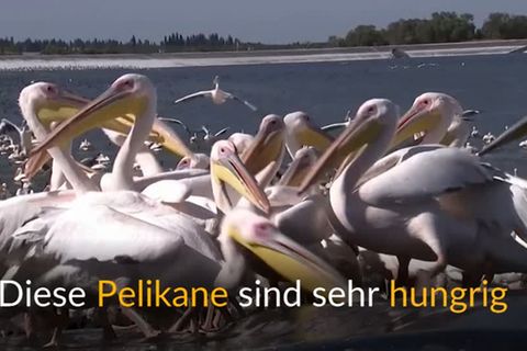 Video: Hungrige Pelikane in Israel