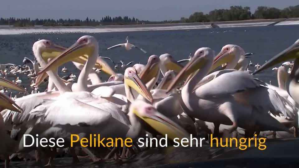 Video: Hungrige Pelikane in Israel Video: Hungrige Pelikane in Israel