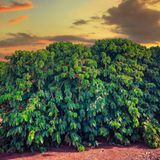 18 Meter hohe Kaffeesträucher  Auf allen Kaffeeplantagen zusammen wachsen schätzungsweise 15 Milliarden Kaffeebäume. Ungeschnitten würde jeder von ihnen etwa 18 Meter hoch. Um sie einfacher abernten zu können, werden sie auf drei Meter gestutzt. Die Aufzucht erfordert langen Atem: Erst nach vier Jahren trägt ein Kaffeebaum die ersten Kirschen. Er lebt ungefähr etwa 25 Jahre und bringt jährlich rund ein Pfund Kaffee.