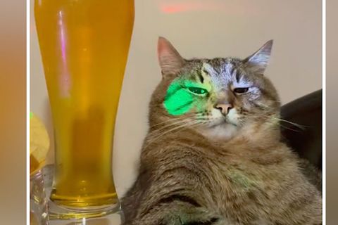 Ein Kater sitzt an einem Tisch, einen Arm auf der Tischkante und guckt gelangweilt.