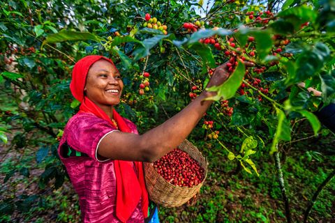 Auf den großen Kaffeeplantagen gibt es zwar Erntemaschinen für die Kaffeebohnen, doch überwiegend wird auf kleineren Plantagen auf unebenen Gelände noch von Hand gepflückt. Einfach abzupflücken geht nicht, die Bohnen an einem Strauch sind unterschiedlich reif. Eine mühsame Arbeit.