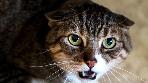 Fauchende Katze