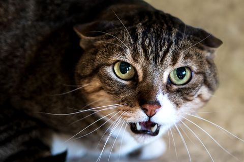 Fauchende Katze
