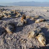 Salton Sea in Kalifornien