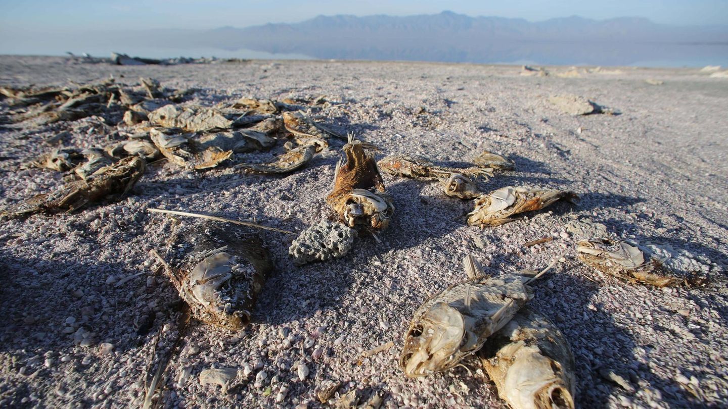 Salton Sea in Kalifornien