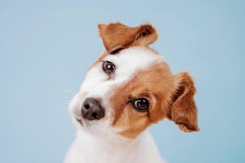 Darum neigen Hunde ihre Köpfe zur Seite – es hat nichts mit einem süßen Hundeblick zu tun