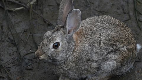 Madrid kämpft gegen eine Kaninchenplage