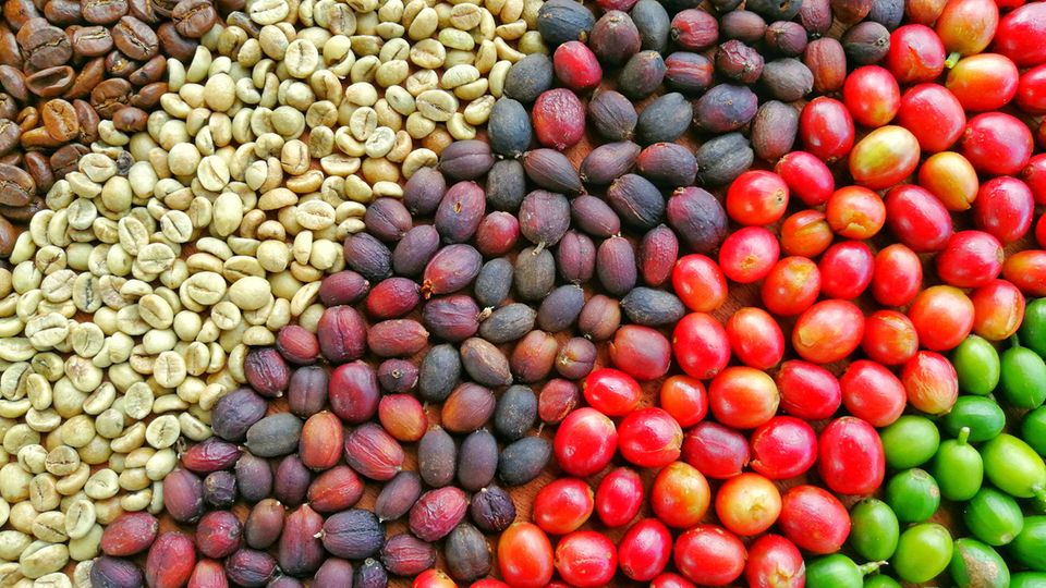 Von grün nach kaffeebraun: Die Stadien einer Kaffeebohne.  Hängt der Kaffee am Baum hießt er Kaffeekirsche. Unreif sind sie grün, reif sind sie knallrot. Nach der Ernte werden sie getrocknet und vom Fruchtfleisch befreit. Was aussieht wie Erdnüsse ist der Rohkaffee. Erst durch die Röstung entfalltet die rohe Kaffeebohne ihr typisches Aroma und wird braun.